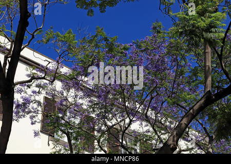 Au printemps sur l'île de Madère, les arbres sont couverts de fleurs bleues. Ce sont les fleurs de l'jacarandas qui prospèrent sur l'île Banque D'Images