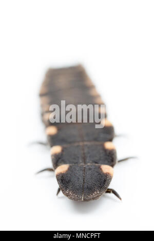 Une femelle glow worm, Lampyris noctiluca, photographiés en studio. Des vers luisants se nourrissent de limaces et escargots et produire de la lumière pour attirer les mâles dont la li Banque D'Images