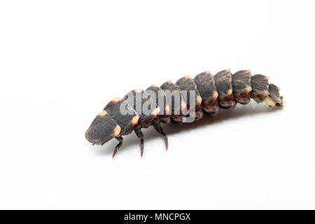 Une femelle glow worm, Lampyris noctiluca, photographiés en studio. Des vers luisants se nourrissent de limaces et escargots et produire de la lumière pour attirer les mâles dont la li Banque D'Images