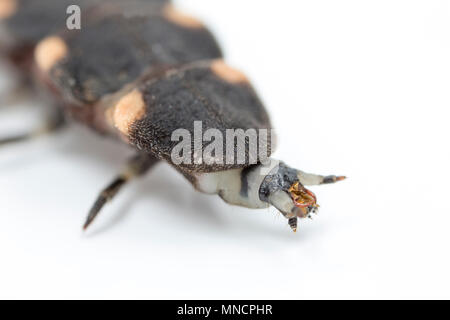 Une femelle glow worm, Lampyris noctiluca, photographiés en studio. Des vers luisants se nourrissent de limaces et escargots et produire de la lumière pour attirer les mâles dont la li Banque D'Images