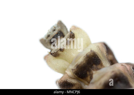 Une femelle glow worm, Lampyris noctiluca, photographiés en studio. Des vers luisants se nourrissent de limaces et escargots et produire de la lumière pour attirer les mâles dont la li Banque D'Images