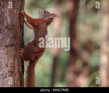 L'Écureuil roux (Sciurus vulgaris) s'arrête sur un tronc d'arbre dans une forêt de pins Banque D'Images