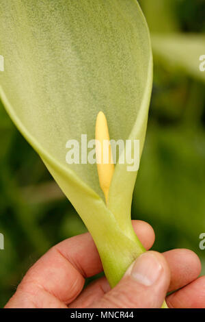Italian lords and ladies fleur. Arum italicum marmoratum Banque D'Images