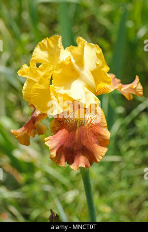 Fleur iris germanica. Banque D'Images