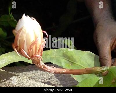 Image fleurs fleurs brahma kamal fleurs exotiques fleurs rares Banque D'Images