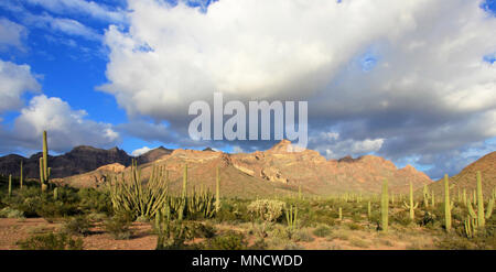 Différentes espèces de cactus en Cactus tuyau d'Organe National Monument, Arizona, USA Banque D'Images