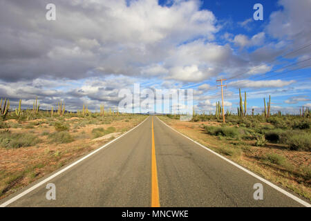 Vue panoramique d'un interminable route droite qui traverse un vaste paysage cactus cardon éléphant en Basse Californie, Mexique Banque D'Images