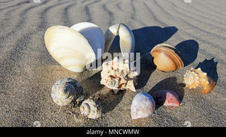 Les coquillages sur la plage de Bahia De Los Angeles, Baja California, Mexique Banque D'Images