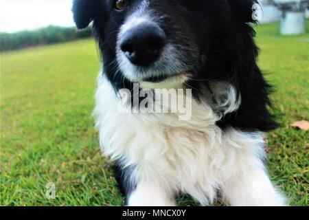 Close up, de détente dans la cour avec mon border collie Banque D'Images