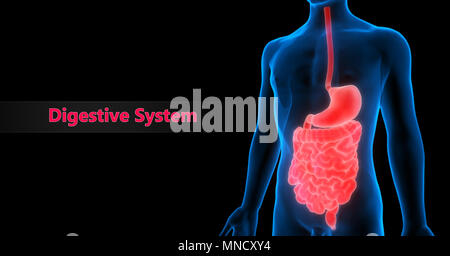 Anatomie du système digestif humain Banque D'Images