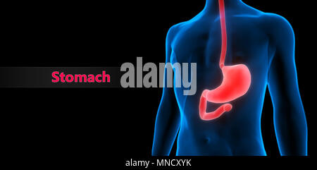 Système digestif humain Anatomie de l'estomac Banque D'Images
