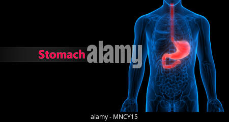 Système digestif humain Anatomie de l'estomac Banque D'Images