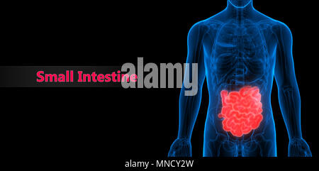 Système digestif humain Anatomie de l'intestin grêle Banque D'Images