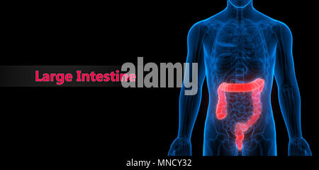 Système digestif humain Gros intestin anatomie Banque D'Images