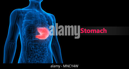 Système digestif humain Anatomie de l'estomac Banque D'Images