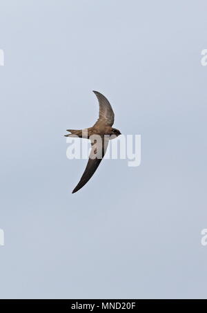 Alexanders Swift (Apus alexandri) adulte en vol l'île de Santiago, Cap-Vert Avril Banque D'Images