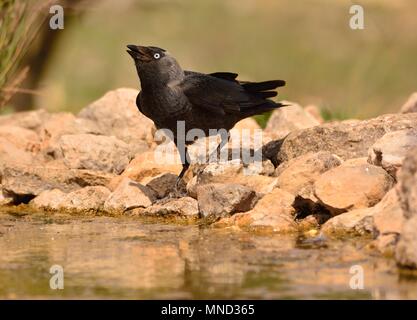 Le western jackdaw, Coloeus monedula, également connu sous le nom de l'Eurasian jackdaw, est une espèce de passereau de la famille des corvidés. Banque D'Images