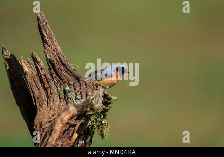 La paruline flamboyante, ou souvent simplement paruline flamboyante, est une espèce de passereau de la paruline flamboyante genre Phoenicurus. Banque D'Images