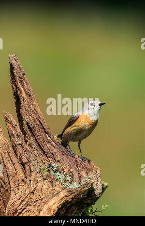 La paruline flamboyante, ou souvent simplement paruline flamboyante, est une espèce de passereau de la paruline flamboyante genre Phoenicurus. Banque D'Images