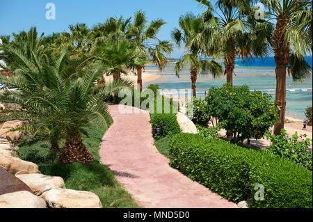 Des palmiers de la promenade côtière avec vue sur la mer rouge, travel concept en Egypte, Sharm El Sheikh Banque D'Images