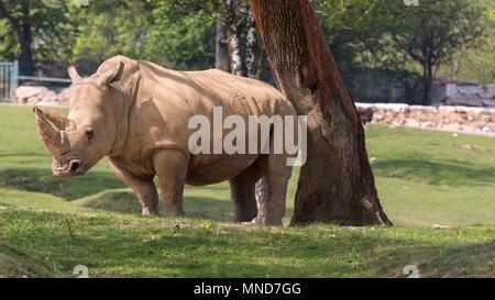 White Rhino dans un zoo en Italie Banque D'Images