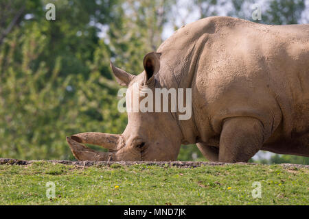 White Rhino dans un zoo en Italie Banque D'Images