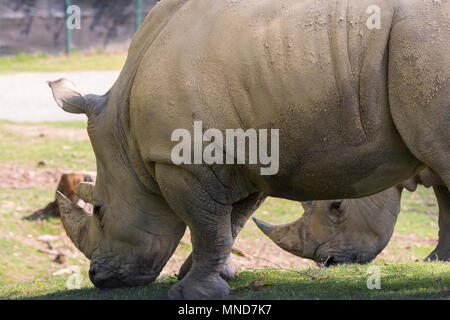 White Rhino dans un zoo en Italie Banque D'Images