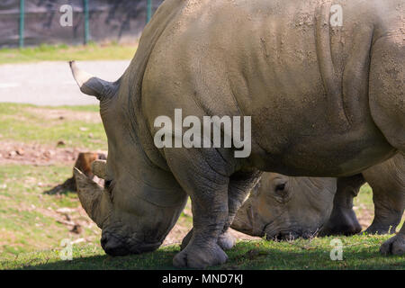 White Rhino dans un zoo en Italie Banque D'Images