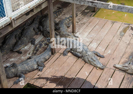 Plusieurs d'eau douce siamois des crocodiles (Crocodylus siamensis) dorment ensemble sur une petite ferme aux crocodiles flottant sur le lac Tonlé Sap au Cambodge. Banque D'Images