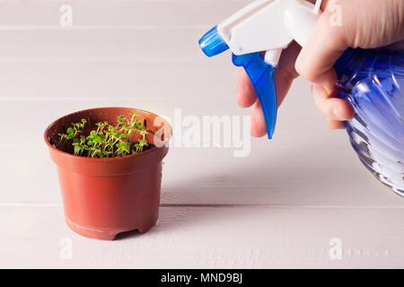 Les plantules de forget-me-not fleur dans un pot en plastique avec pulvérisateur Banque D'Images