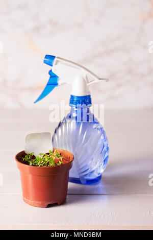 Les plantules de forget-me-not fleur dans un pot en plastique avec pulvérisateur Banque D'Images