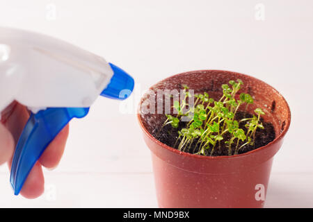 Les plantules de forget-me-not fleur dans un pot en plastique avec pulvérisateur Banque D'Images