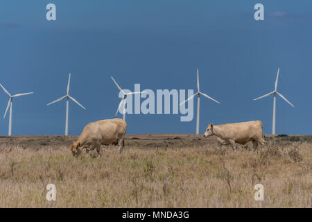 Les vaches en face de moulins à vent à South Point sur la grande île d'Hawaï Banque D'Images