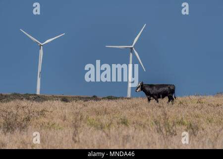 Les vaches en face de moulins à vent à South Point sur la grande île d'Hawaï Banque D'Images