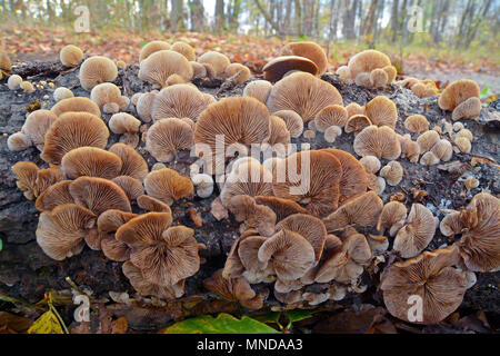 Crepidotus mollis colonie de champignons sur un arbre log Banque D'Images