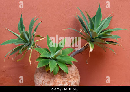 Pot en terre cuite avec des feuillus à l'Agave attenuata plante contre le mur peint en terre cuite d'une maison à La Gomera Canaries Banque D'Images
