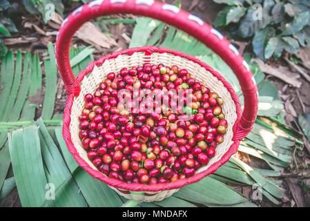 Arbre généalogique sur les grains de café - préparation avec un panier les grains de café dans le temps de récolte Banque D'Images