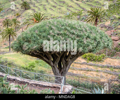 Et vénéré ancien dragonnier Dracena drago à Agalan sur La Gomera dans les îles Canaries Banque D'Images