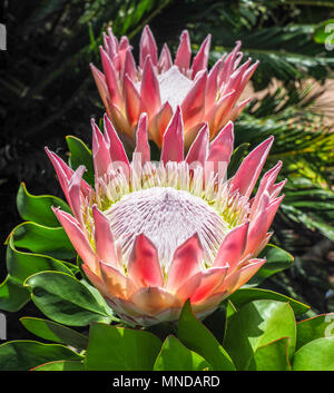 Grandes fleurs de protea Protea King - photo:originaire de l'Afrique du Sud ici fynbos au centre des visiteurs de La Gomera Island Banque D'Images