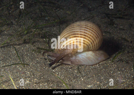 Escargot de mer. Photo a été prise à Anilao, Philippines Banque D'Images