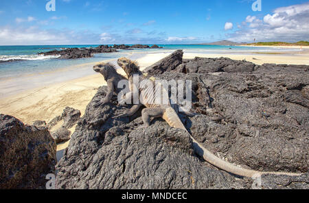 Deux iguanes marins des Galapagos Amblyrhynchus cristatus au soleil sur des roches de lave sur l'île d'Isabela Banque D'Images