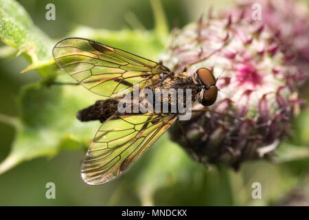 Vue dorsale d'Snipefly Noir (Chrysopilus cristatus) perché sur thistle. Tipperary, Irlande Banque D'Images