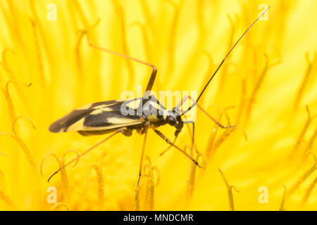 Grypocoris stysi punaises mirides reposant sur des fleurs de pissenlit. Tipperary, Irlande Banque D'Images