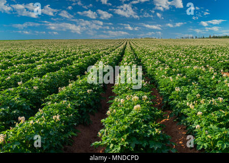 De plus en plus de pommes de terre dans un milieu rural de l'Île du Prince-Édouard, Canada, domaine. Banque D'Images