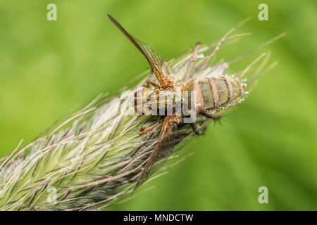 La Bouse jaune fly (Scathophaga stercoraria) infectées par le champignon, Entomopthora sp. Tipperary, Irlande Banque D'Images