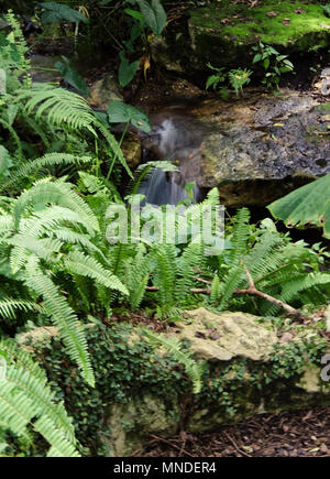 Kanapaha Botanical Gardens à Gainesville, Floride Banque D'Images