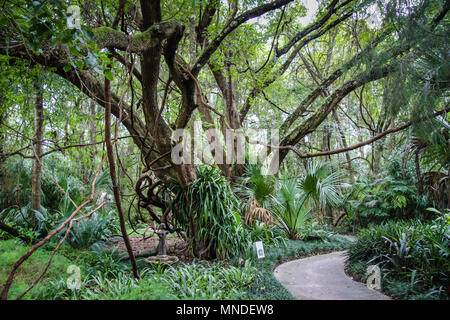 Kanapaha Botanical Gardens à Gainesville, Floride Banque D'Images