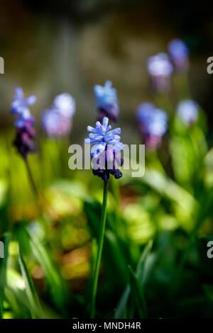 Two-Tone Muscaris, dans un jardin verdoyant. Banque D'Images