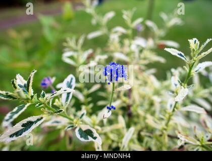 Ceanothus bleu vif, (Californie) Lilas fleur poussant sur un jour de printemps ensoleillé. Banque D'Images