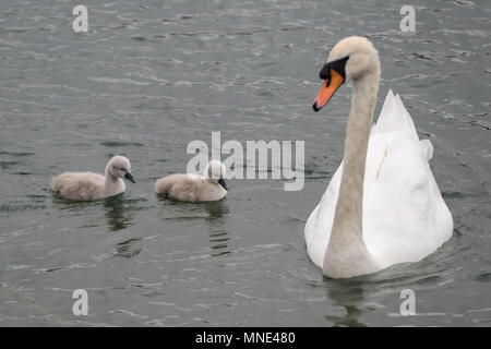 Londres, Royaume-Uni. 16 mai, 2018. Cygne tuberculé, nouvellement éclos cygnet nager avec leur mère sur l'étang de l'Eau Canada © Guy Josse/Alamy Live News Banque D'Images